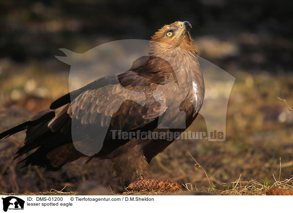 lesser spotted eagle / DMS-01200