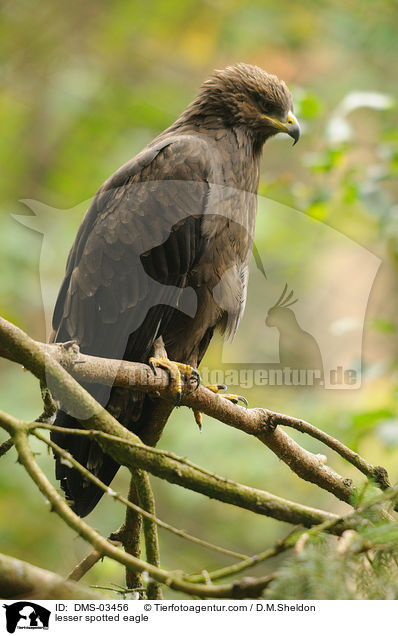 Schreiadler / lesser spotted eagle / DMS-03456
