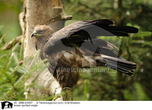 Schreiadler / lesser spotted eagle / DMS-03457