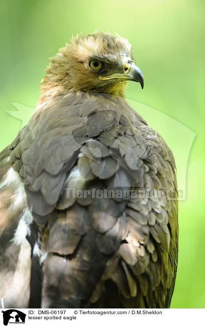lesser spotted eagle / DMS-06197