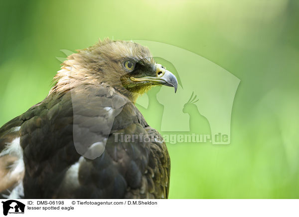 lesser spotted eagle / DMS-06198