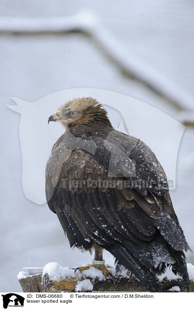 lesser spotted eagle / DMS-06680