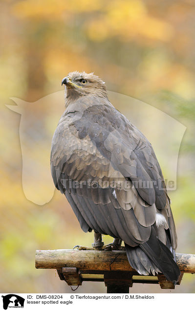 lesser spotted eagle / DMS-08204