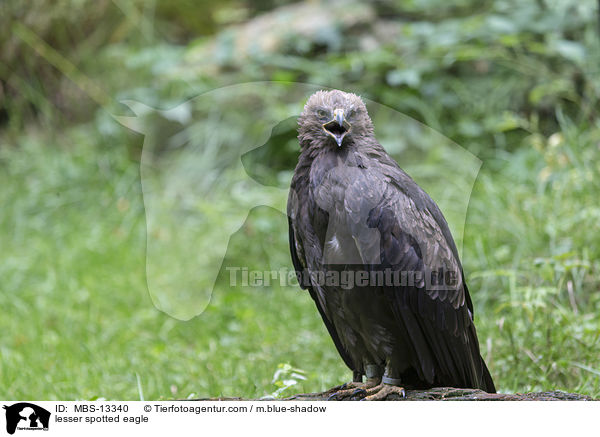 lesser spotted eagle / MBS-13340