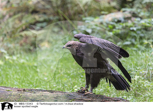 Schreiadler / lesser spotted eagle / MBS-13343