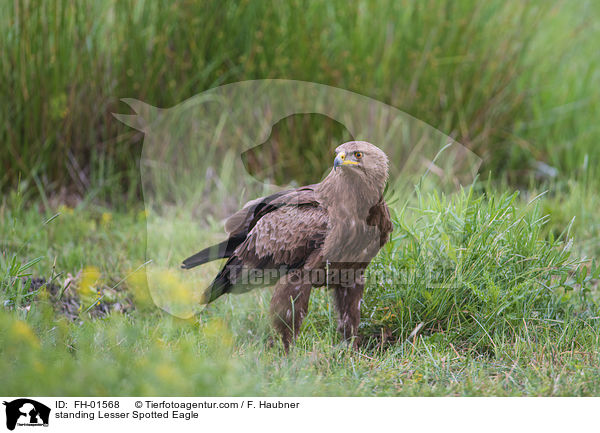 standing Lesser Spotted Eagle / FH-01568