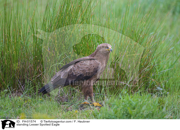 standing Lesser Spotted Eagle / FH-01574