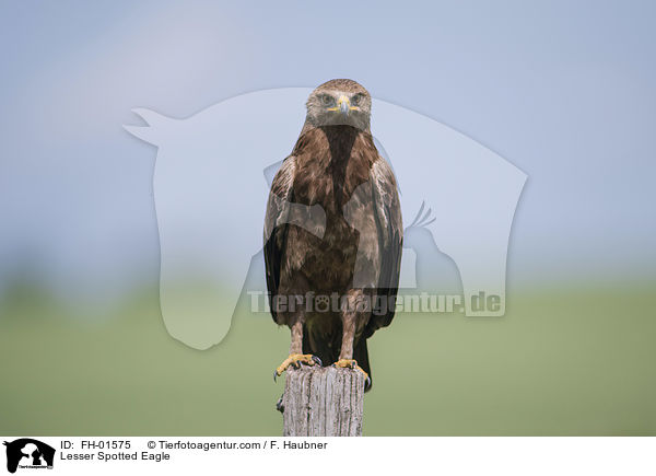 Lesser Spotted Eagle / FH-01575