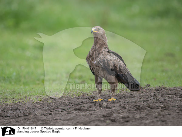 standing Lesser Spotted Eagle / FH-01647