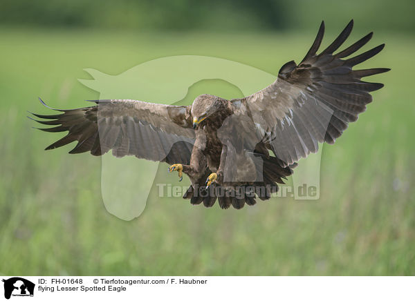 flying Lesser Spotted Eagle / FH-01648