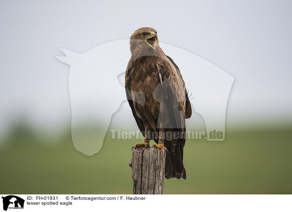 Schreiadler / lesser spotted eagle / FH-01931