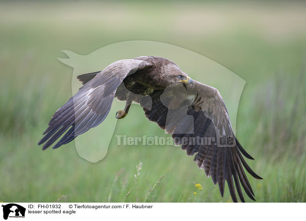 Schreiadler / lesser spotted eagle / FH-01932