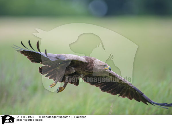 Schreiadler / lesser spotted eagle / FH-01933