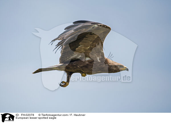 Schreiadler / European lesser spotted eagle / FH-02078