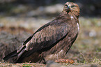 lesser spotted eagle