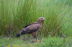 standing Lesser Spotted Eagle