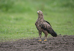 standing Lesser Spotted Eagle