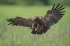 flying Lesser Spotted Eagle