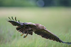 lesser spotted eagle