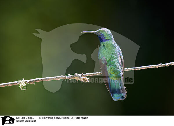 Berg-Veilchenohrkolibri / lesser violetear / JR-05869