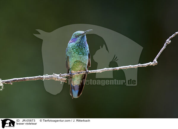 Berg-Veilchenohrkolibri / lesser violetear / JR-05873