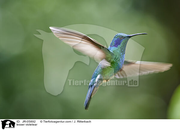 Berg-Veilchenohrkolibri / lesser violetear / JR-05892