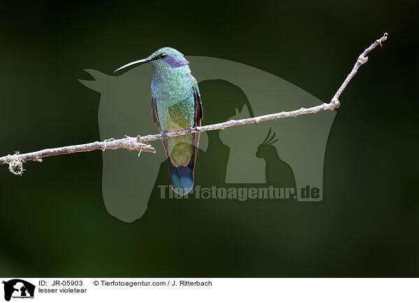 Berg-Veilchenohrkolibri / lesser violetear / JR-05903