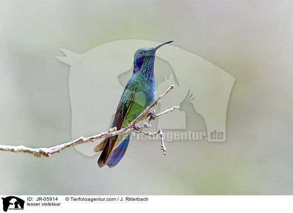 Berg-Veilchenohrkolibri / lesser violetear / JR-05914