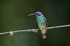 lesser violetear