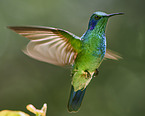 lesser violetear