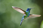 lesser violetear