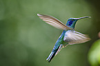 lesser violetear