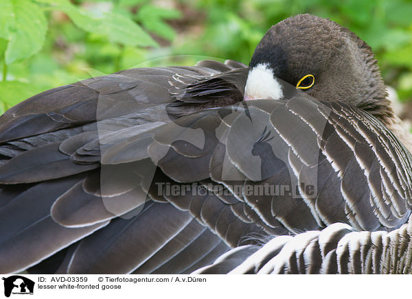 Zwerggans / lesser white-fronted goose / AVD-03359