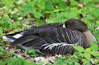 lesser white-fronted goose