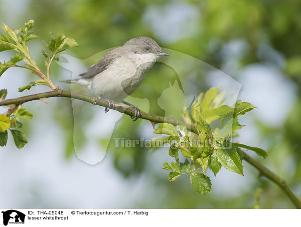 lesser whitethroat / THA-05048