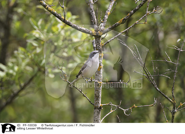 sitzende Klappergrasmcke / sitting Lesser Whitethroat / FF-10039