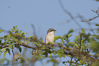 lesser whitethroat