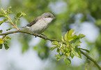 lesser whitethroat