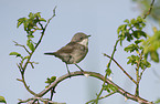 lesser whitethroat