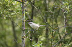 sitting Lesser Whitethroat