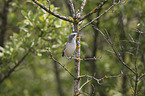 sitting Lesser Whitethroat