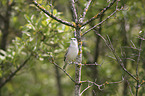 sitting Lesser Whitethroat