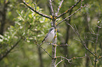 sitting Lesser Whitethroat