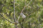 sitting Lesser Whitethroat