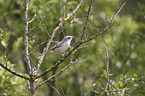 sitting Lesser Whitethroat