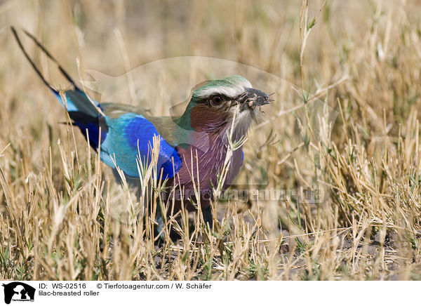 lilac-breasted roller / WS-02516