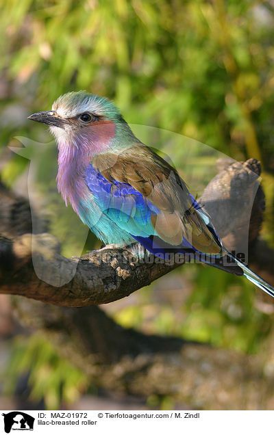 lilac-breasted roller / MAZ-01972