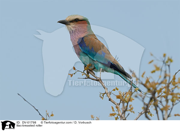 lilac-breasted roller / DV-01798