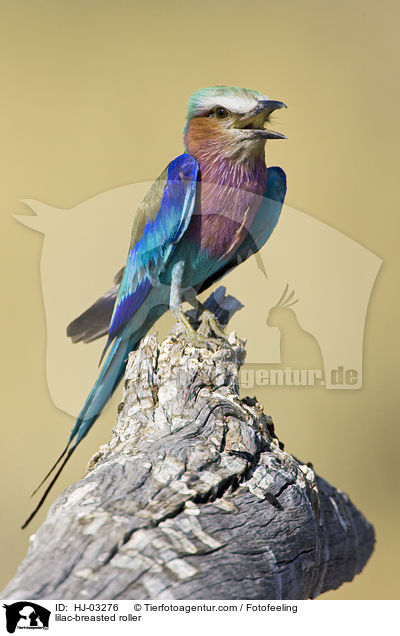 Gabelracke / lilac-breasted roller / HJ-03276