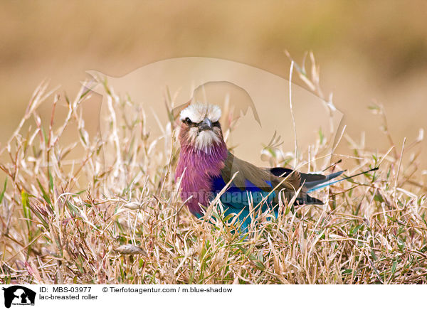 Gabelracke / lac-breasted roller / MBS-03977